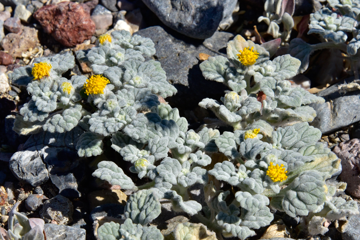 Velvet Turtleback has greenish-gray hairy foliage, deeply textured and with conspicuous veins throughout. Plants are limited in distribution to the southwestern United States in AZ, CA, NV and UT. Psathyrotes ramosissima 